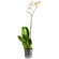 Белая орхидея Фаленопсис в горшке. Гомель